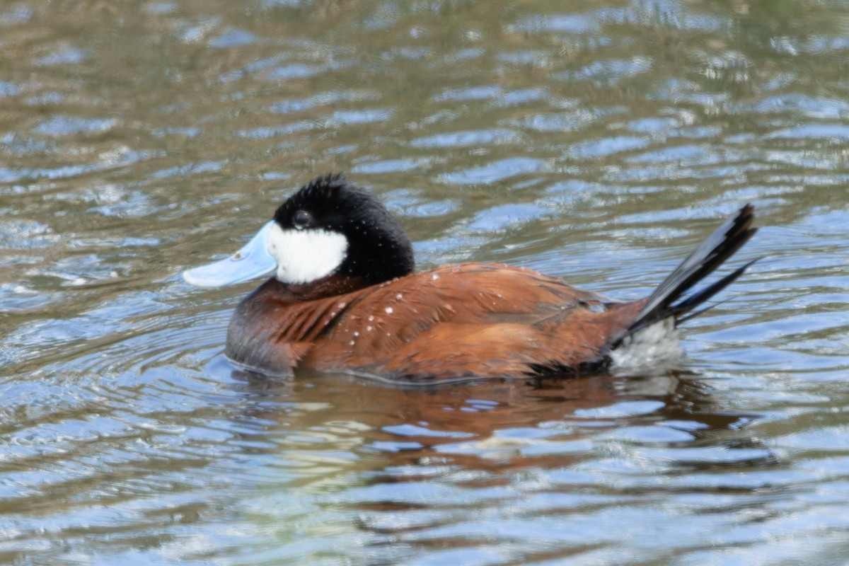 Ruddy Duck - ML620482965