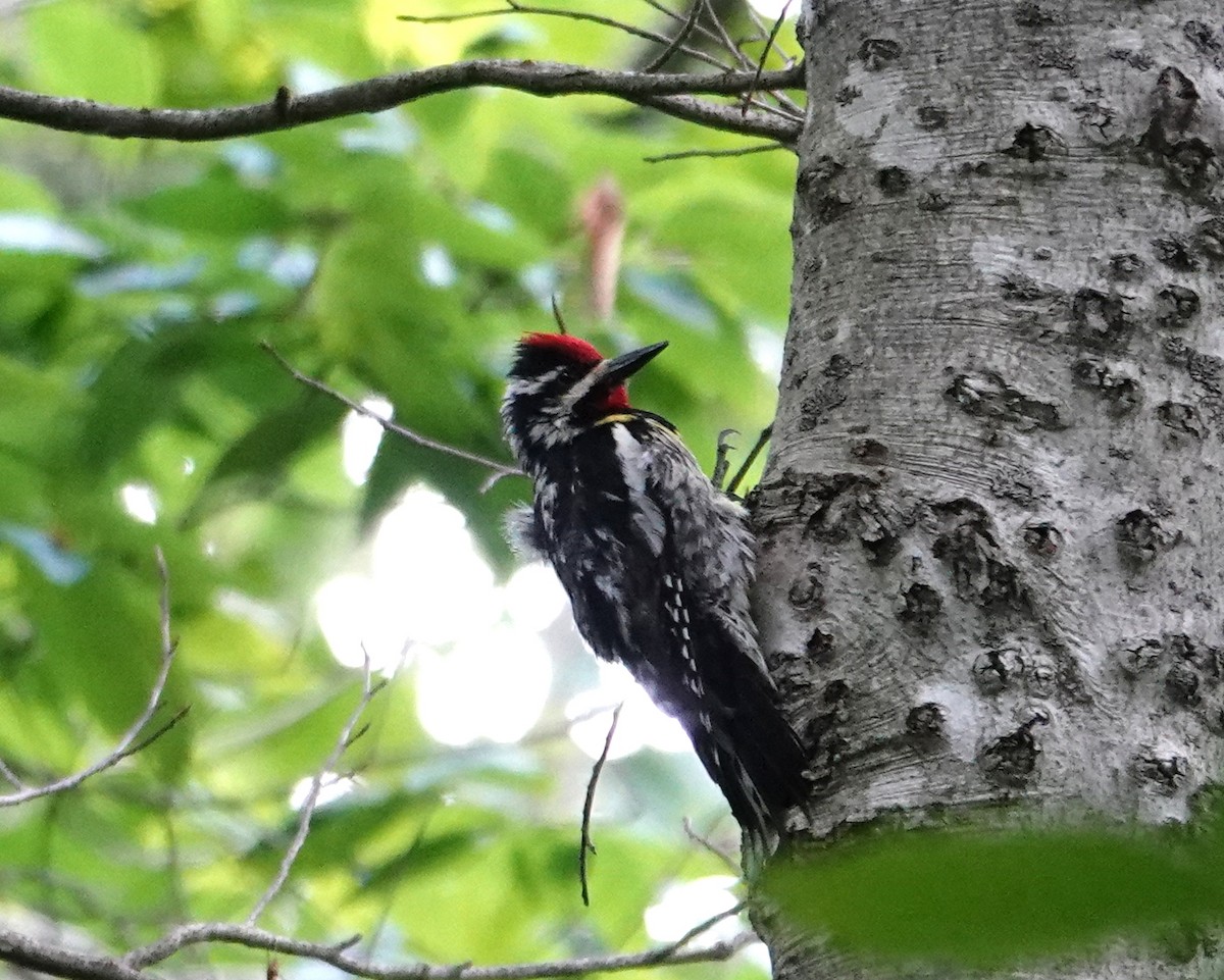 Yellow-bellied Sapsucker - ML620482969