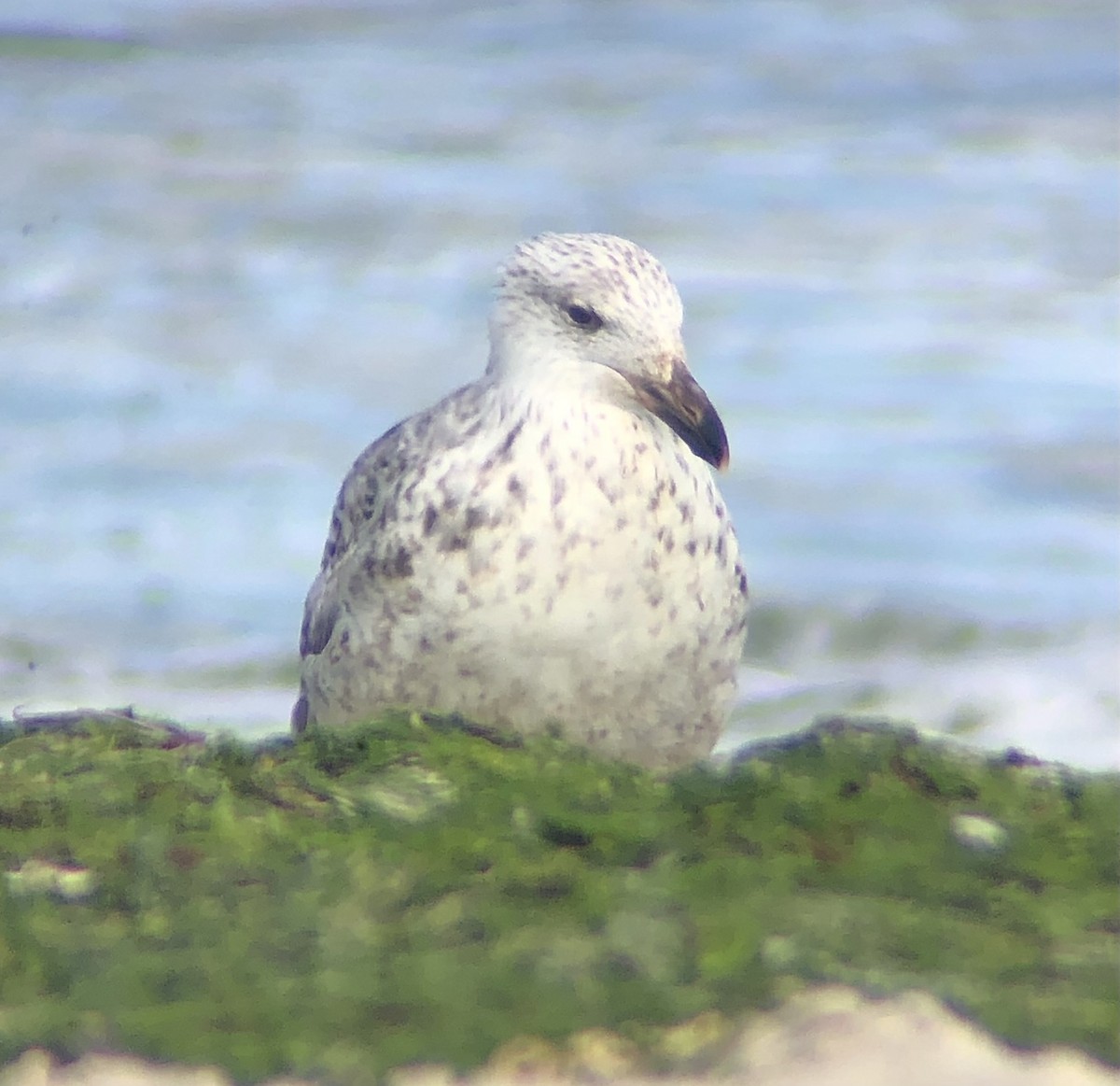 Great Black-backed Gull - ML620482971