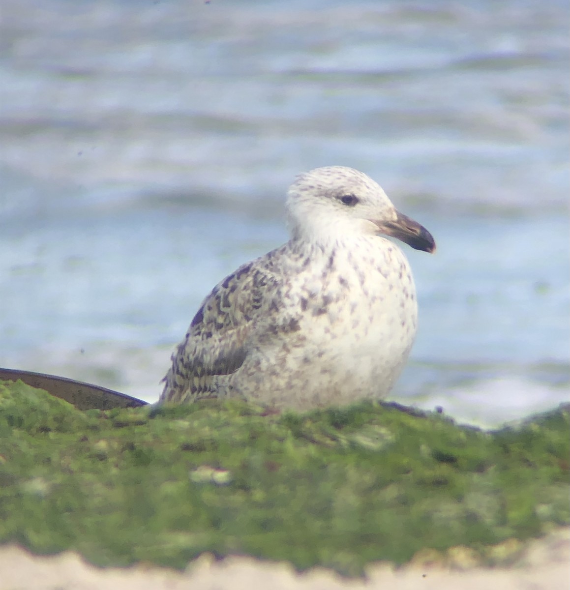 Great Black-backed Gull - ML620482972