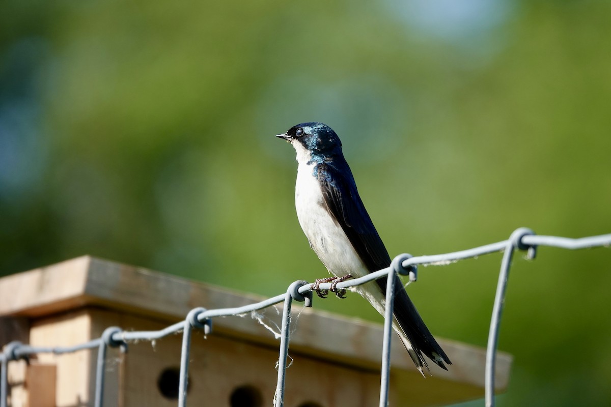 Tree Swallow - ML620482974