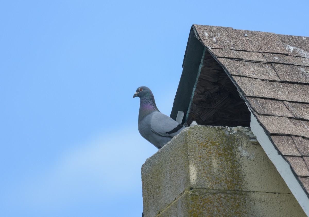 Rock Pigeon (Feral Pigeon) - ML620482976