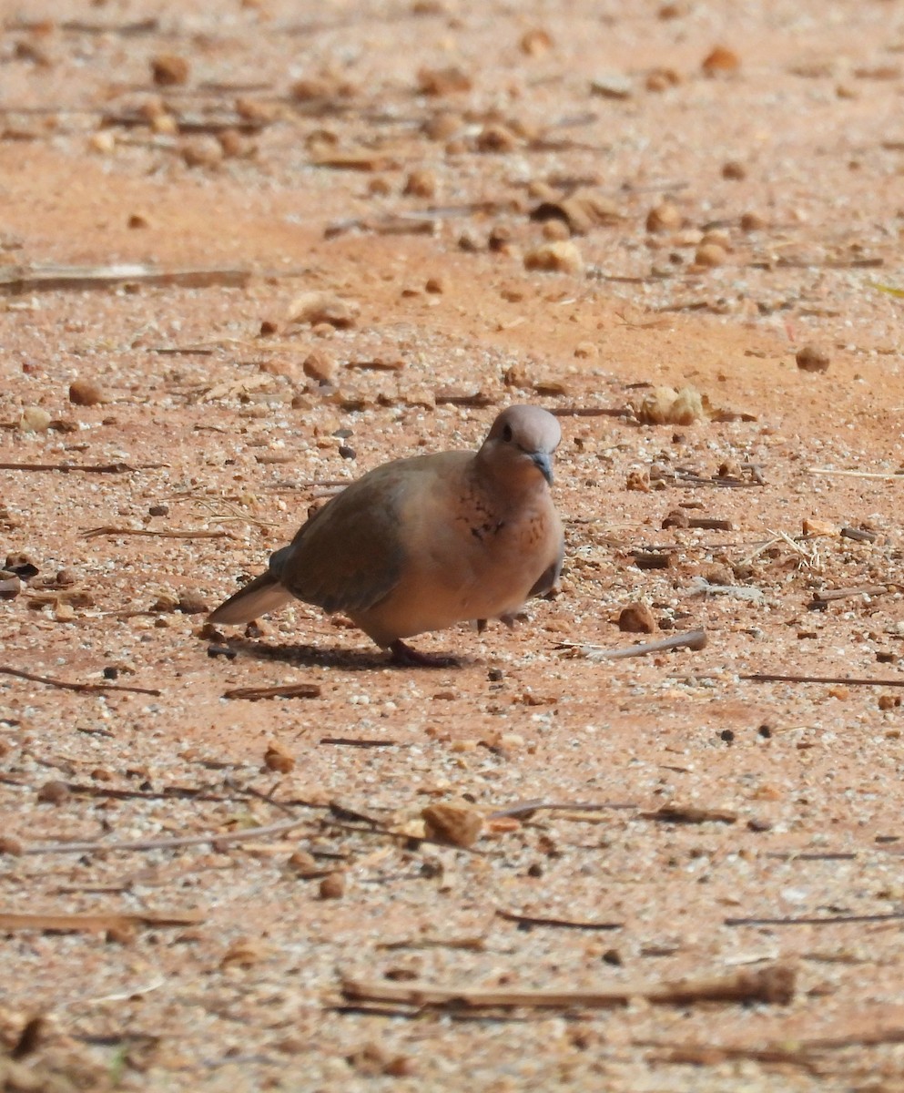 Tórtola Senegalesa - ML620482977