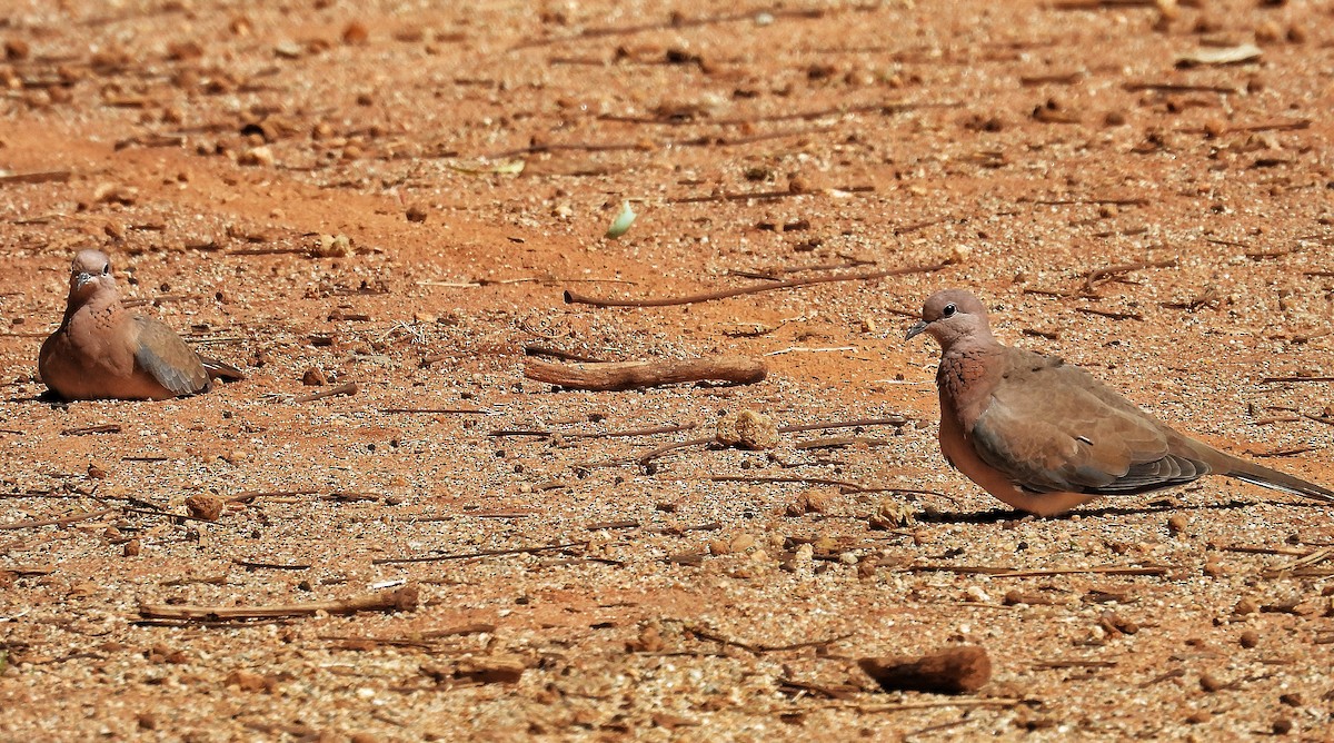 Laughing Dove - ML620482978