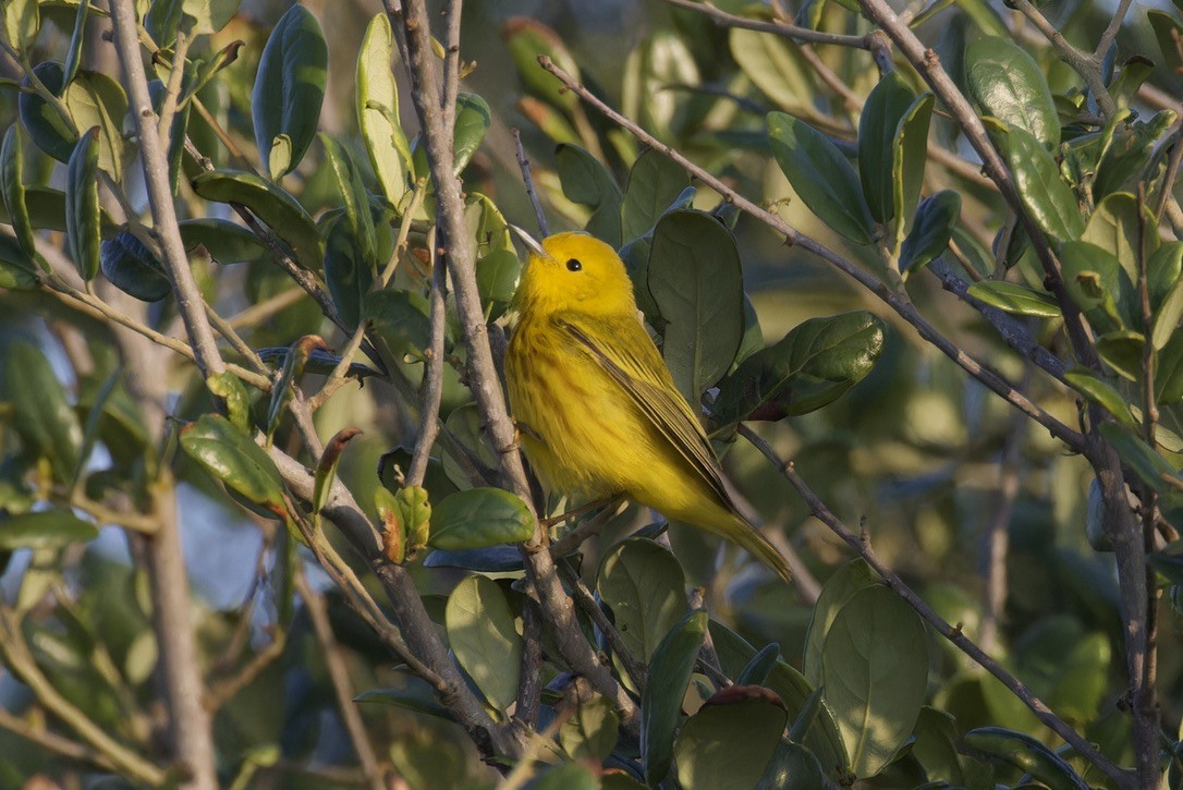 Yellow Warbler - ML620482981