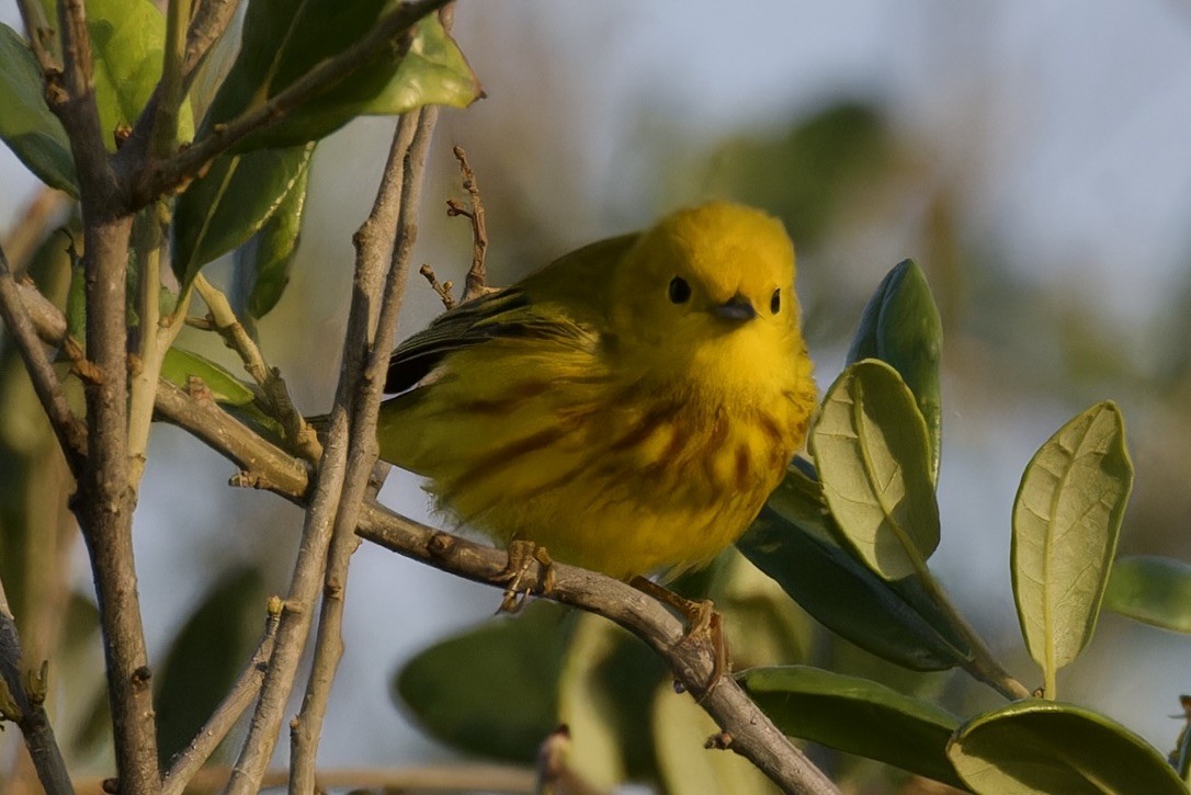 Yellow Warbler - ML620482984