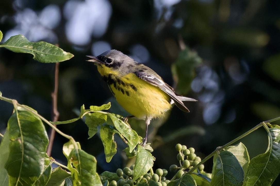 Magnolia Warbler - ML620482986