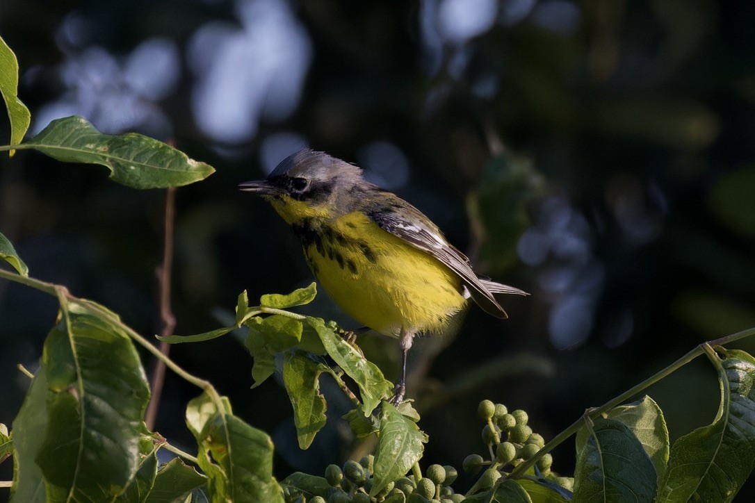 Magnolia Warbler - ML620482987