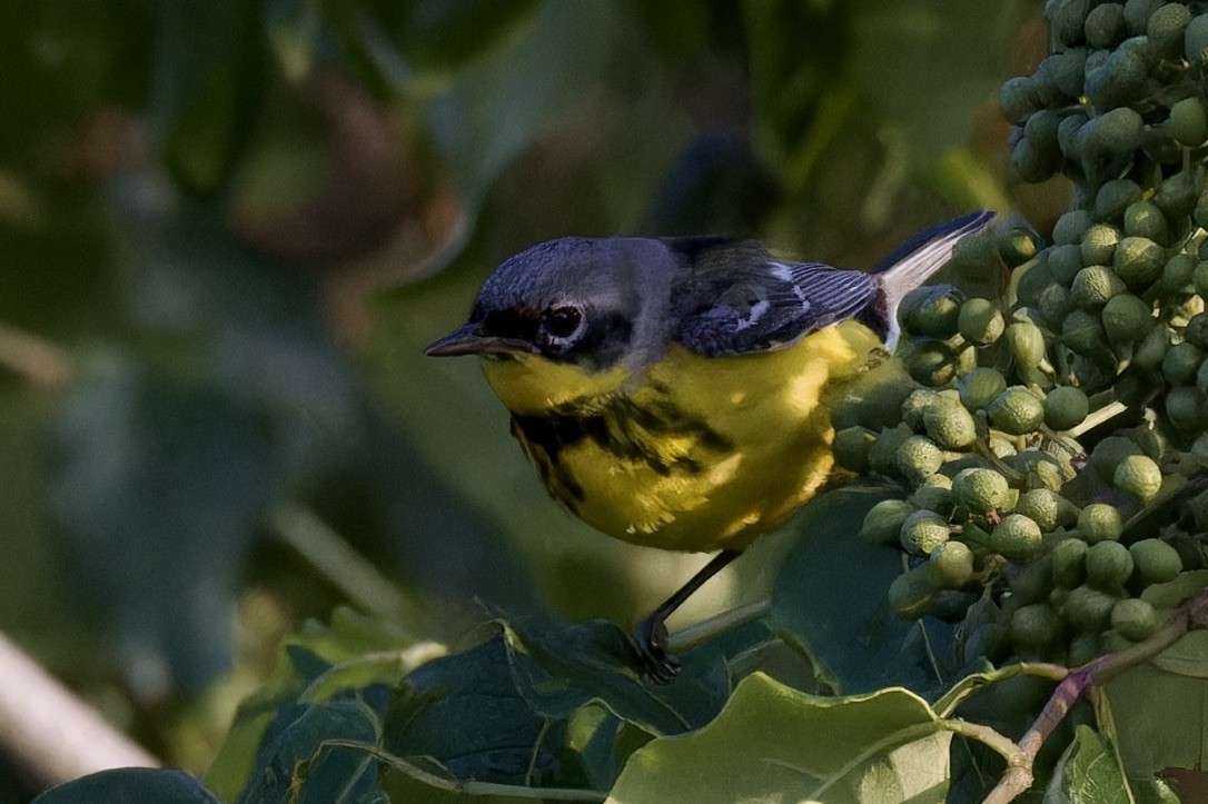 Magnolia Warbler - ML620482988