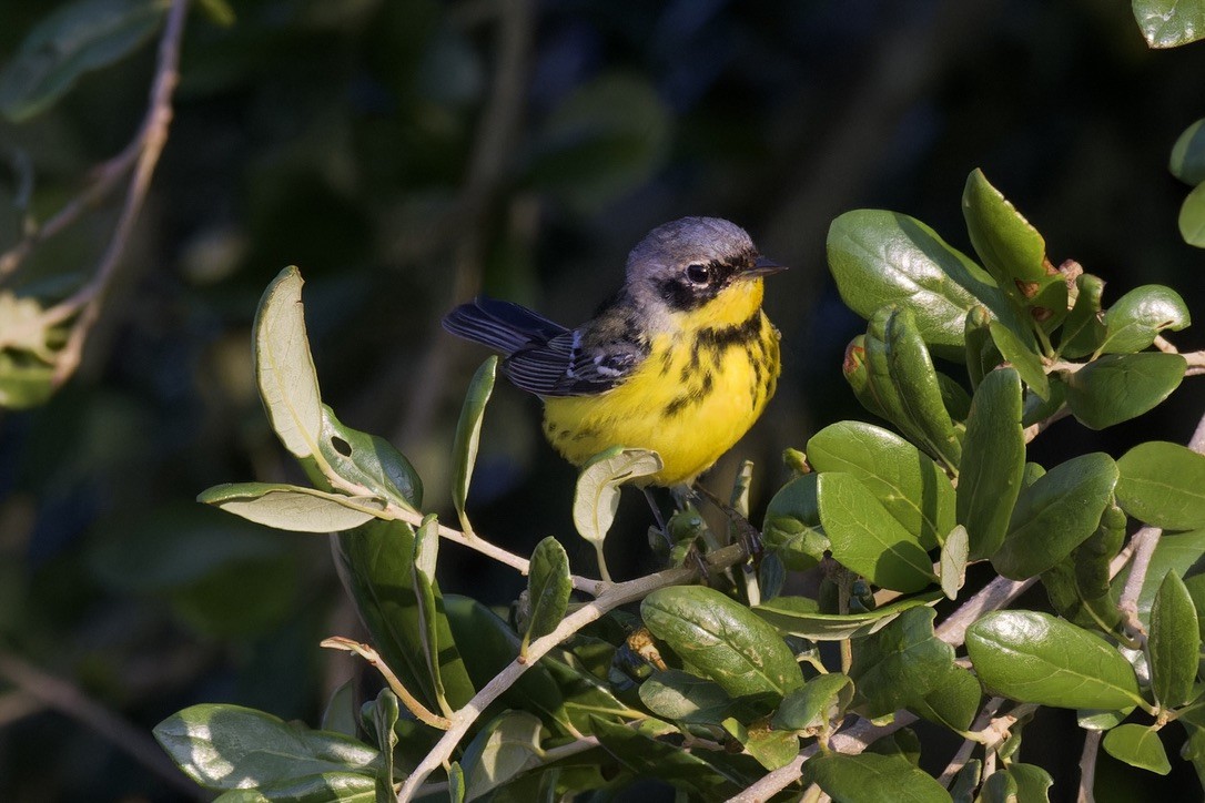 Magnolia Warbler - Ted Burkett