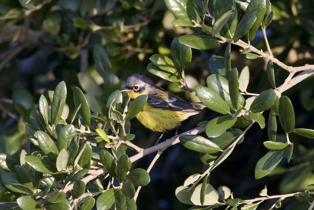 Magnolia Warbler - ML620482993