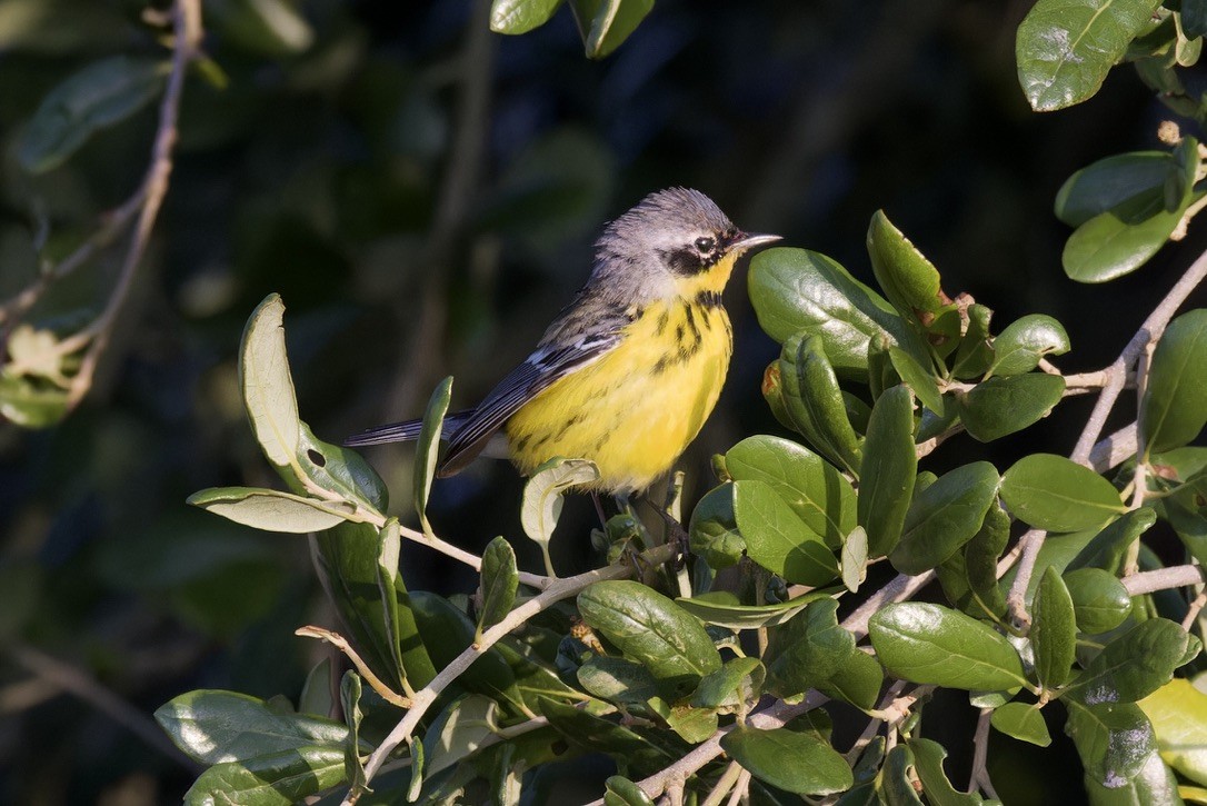 Magnolia Warbler - ML620482994