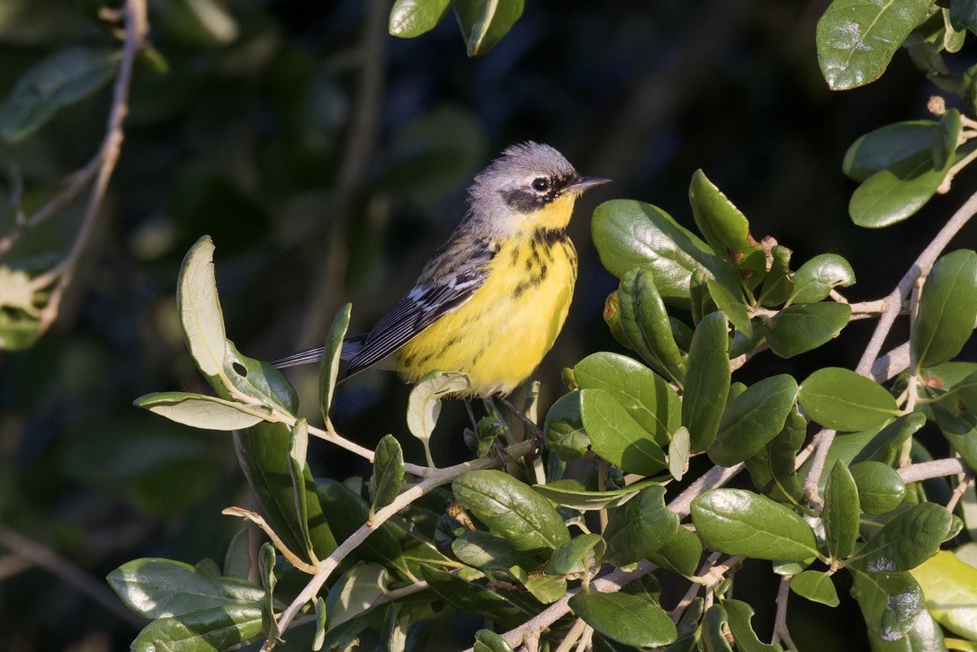 Magnolia Warbler - ML620482995