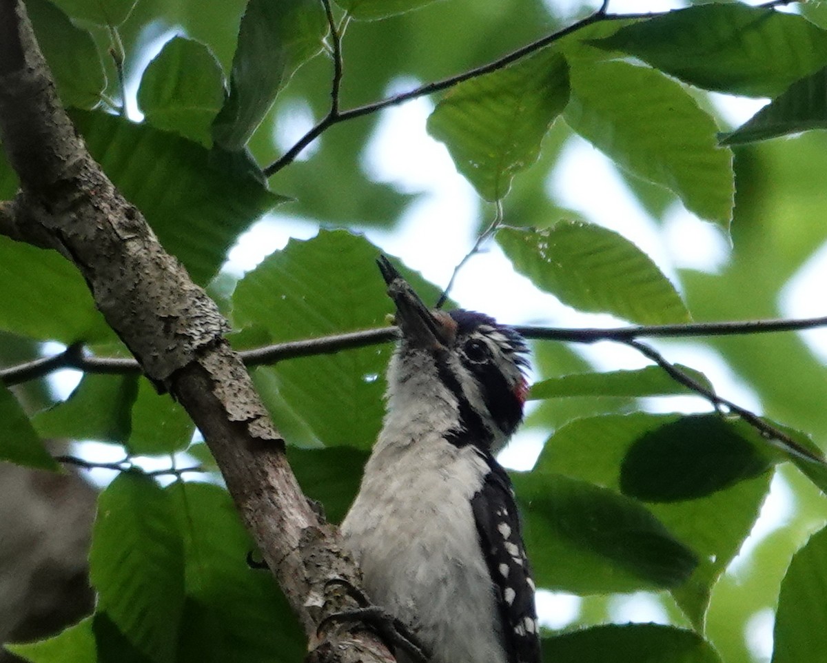 Hairy Woodpecker - ML620482996