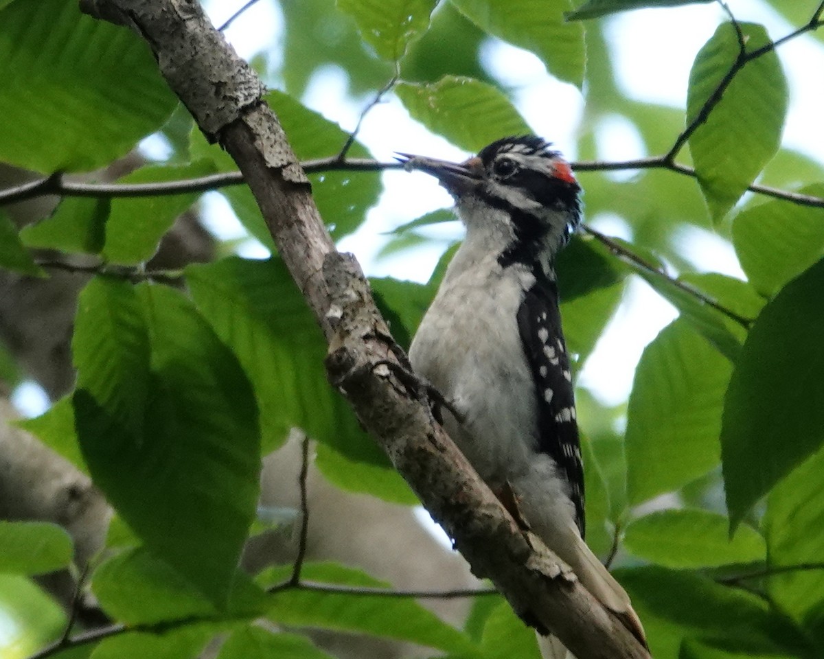 Hairy Woodpecker - ML620482997