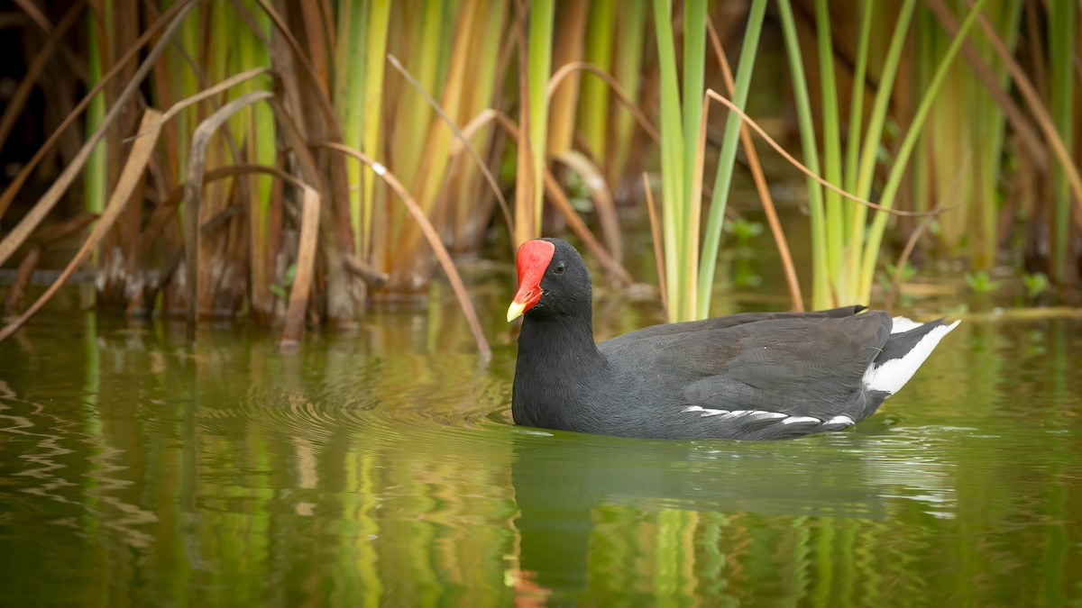 Common Gallinule - Michael Riffel