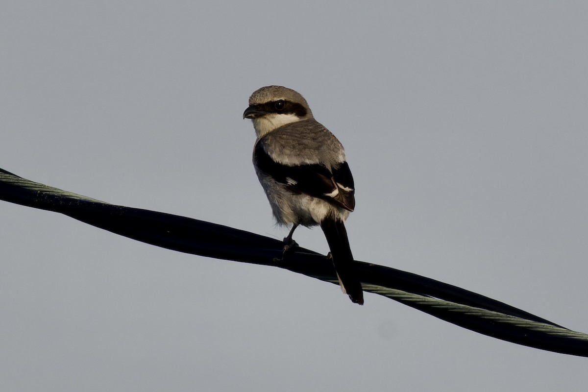 Loggerhead Shrike - ML620483005