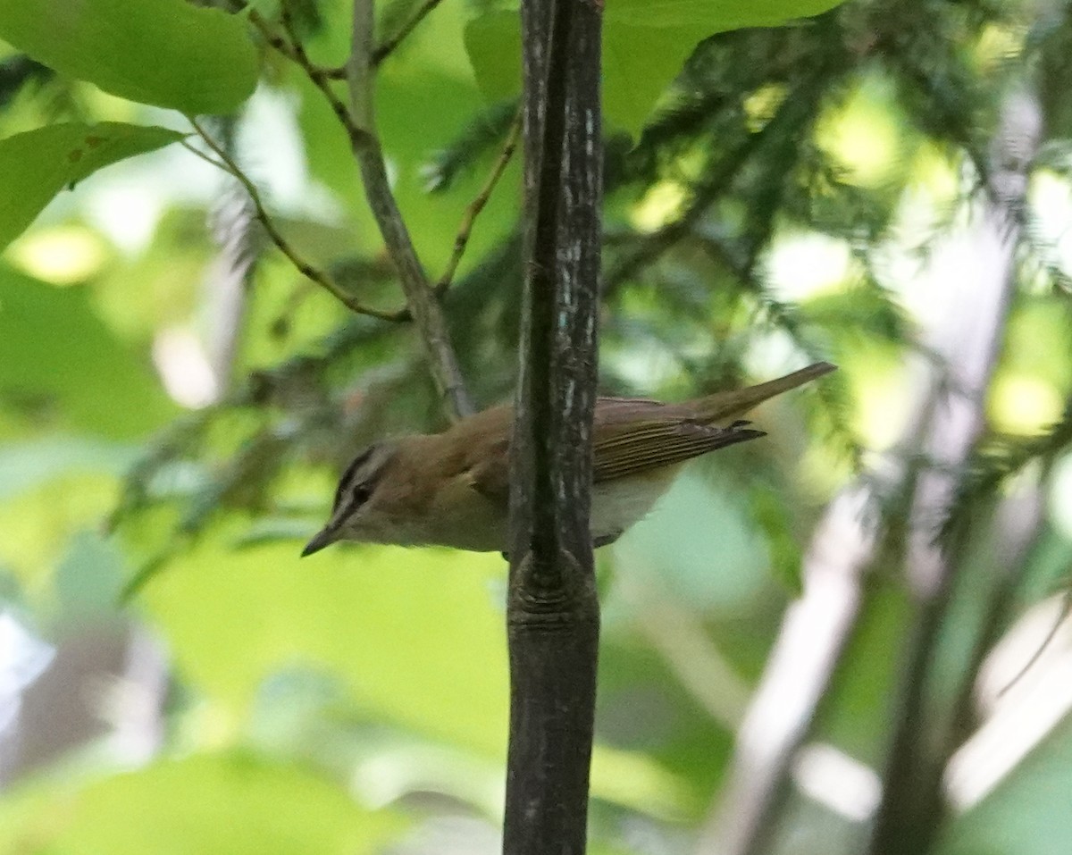 Kızıl Gözlü Vireo - ML620483008