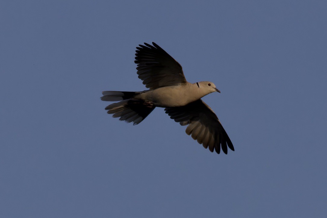 Eurasian Collared-Dove - ML620483009