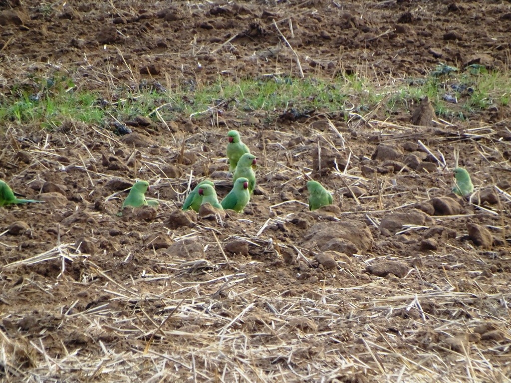 Rose-ringed Parakeet - ML62048301