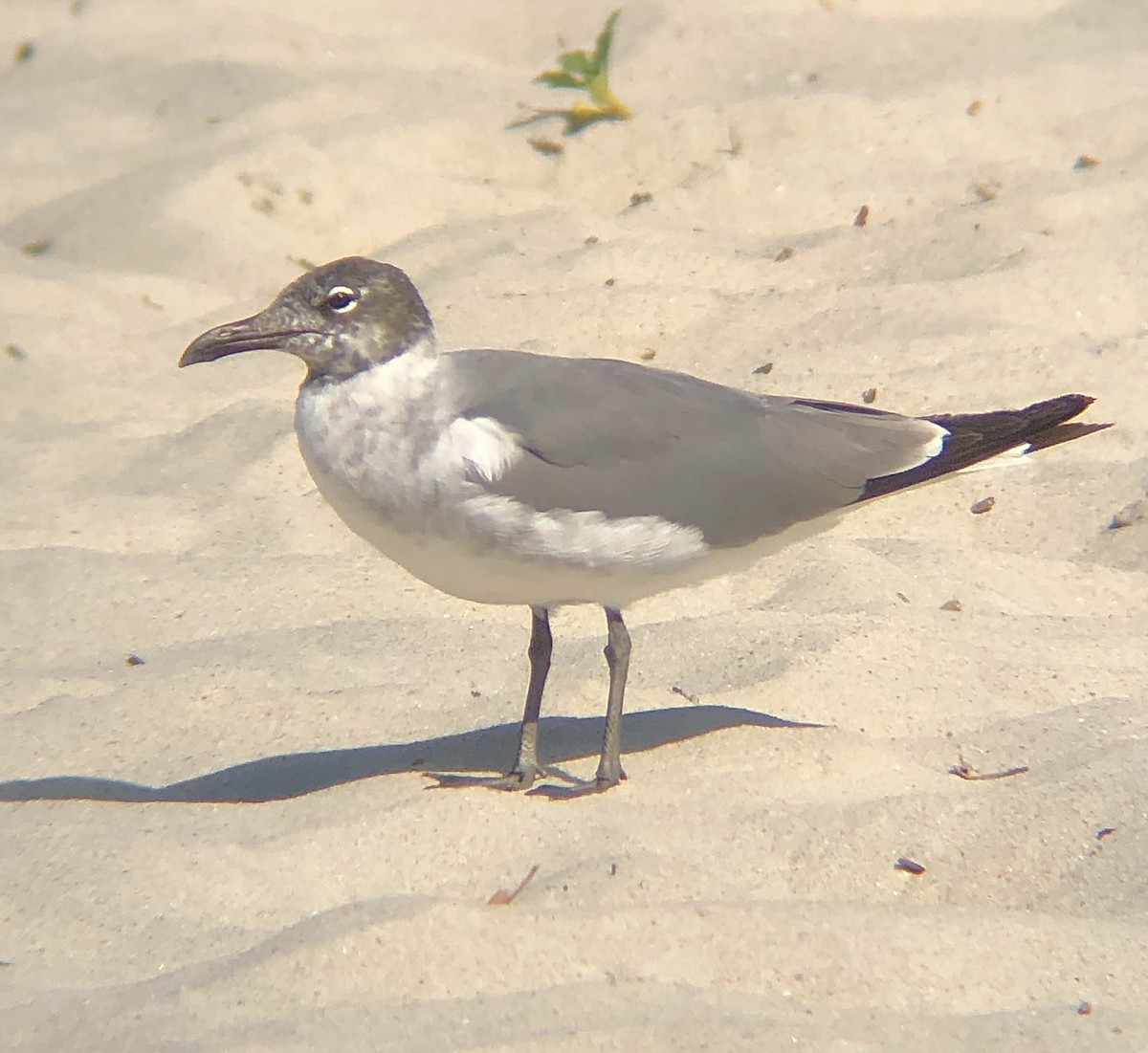 Mouette atricille - ML620483010