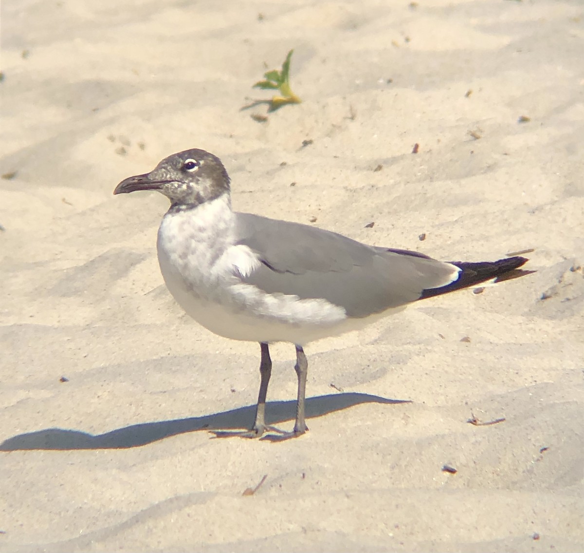 Mouette atricille - ML620483012