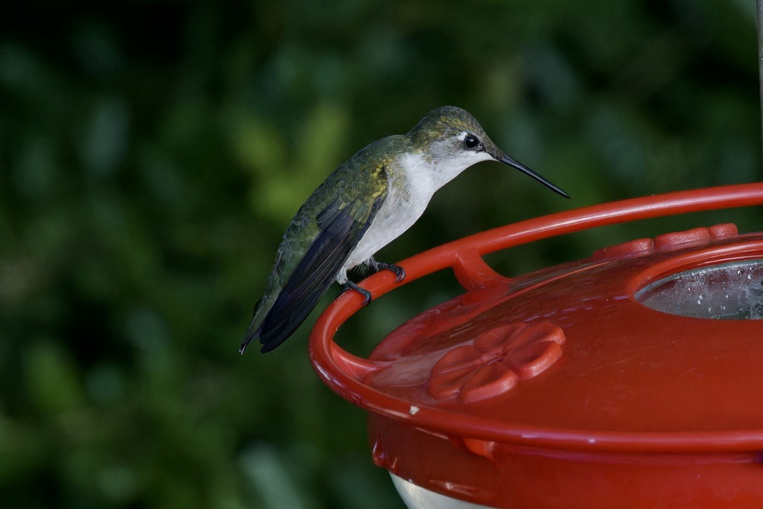 Ruby-throated Hummingbird - Ted Burkett