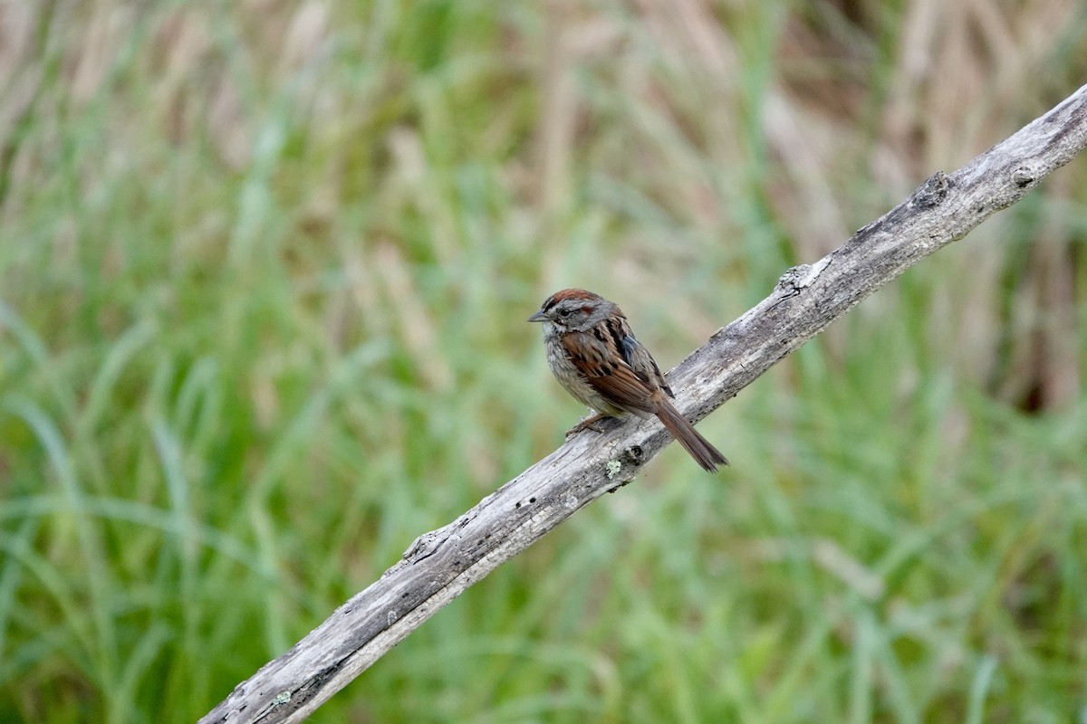 Swamp Sparrow - ML620483015