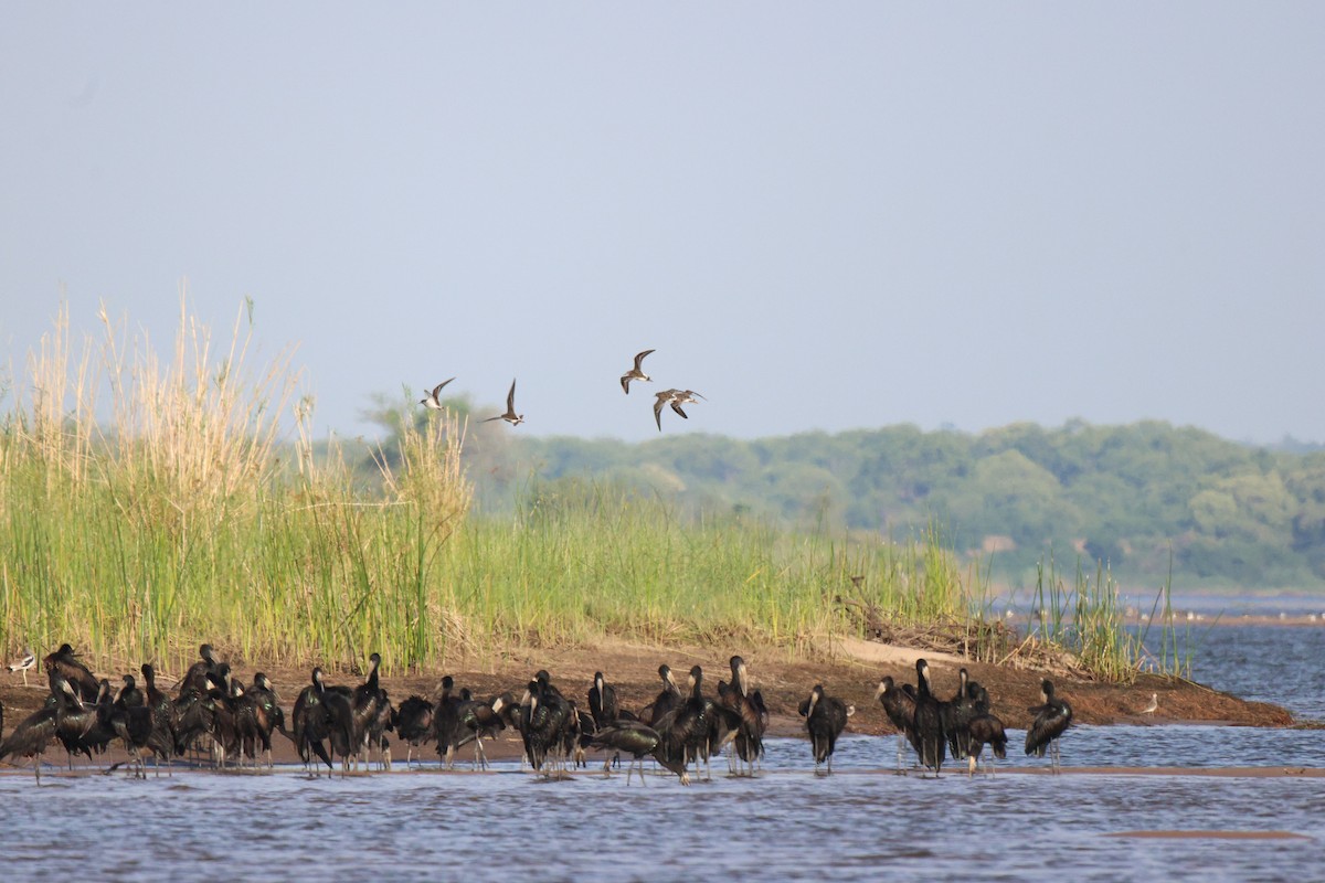 African Openbill - Frank Willems - Birding Zambia