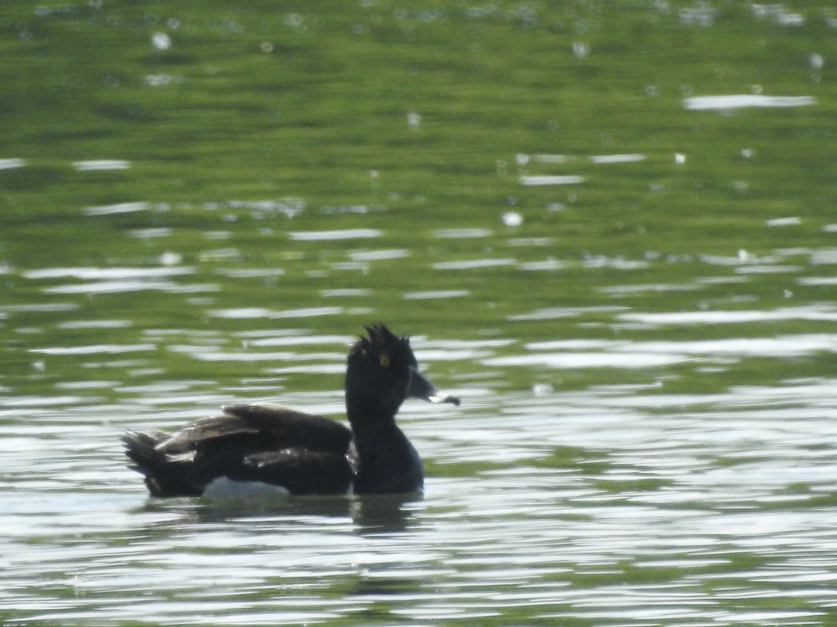 Ring-necked Duck - ML620483023