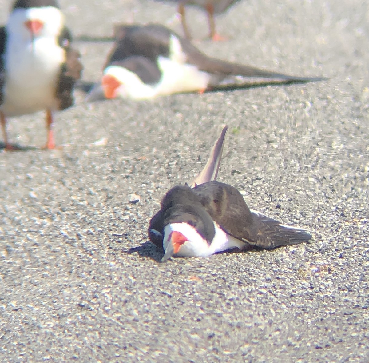 Black Skimmer - ML620483024