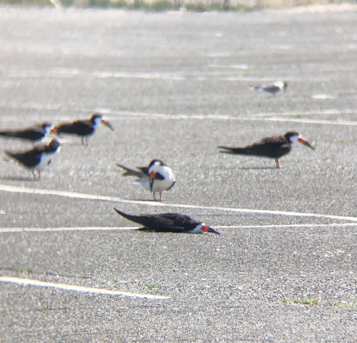 Black Skimmer - ML620483030