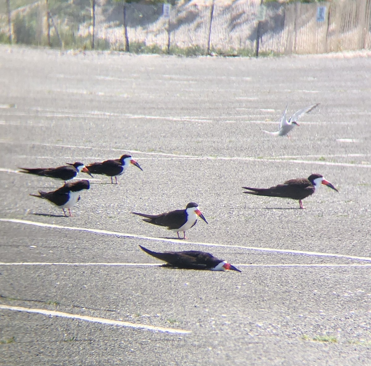 Black Skimmer - ML620483031