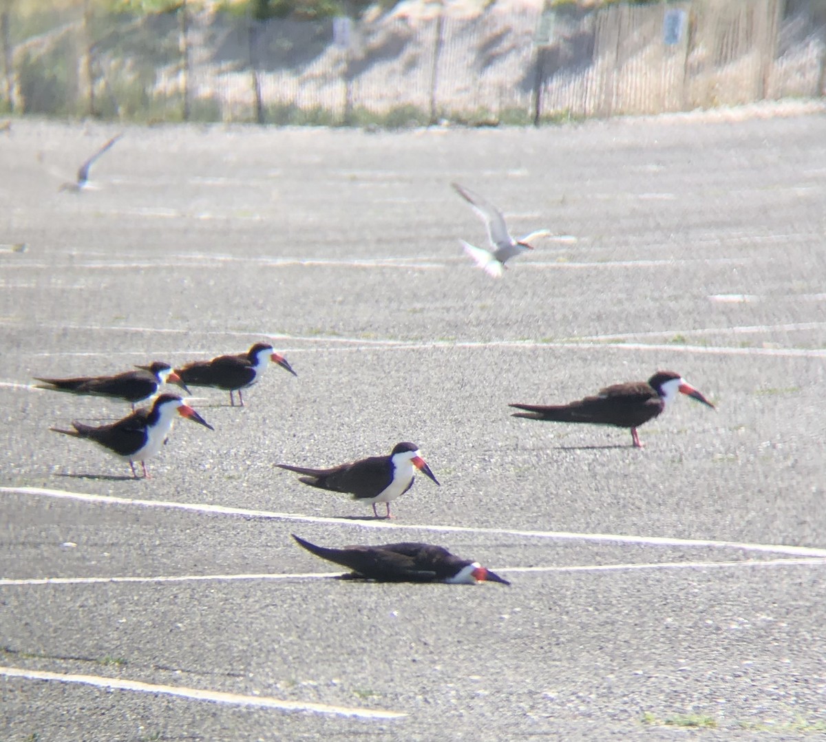 Black Skimmer - ML620483032