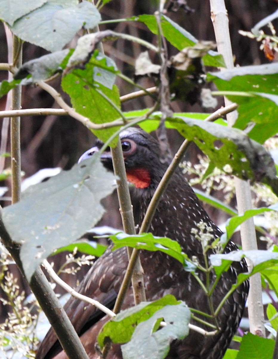 Red-faced Guan - ML620483044