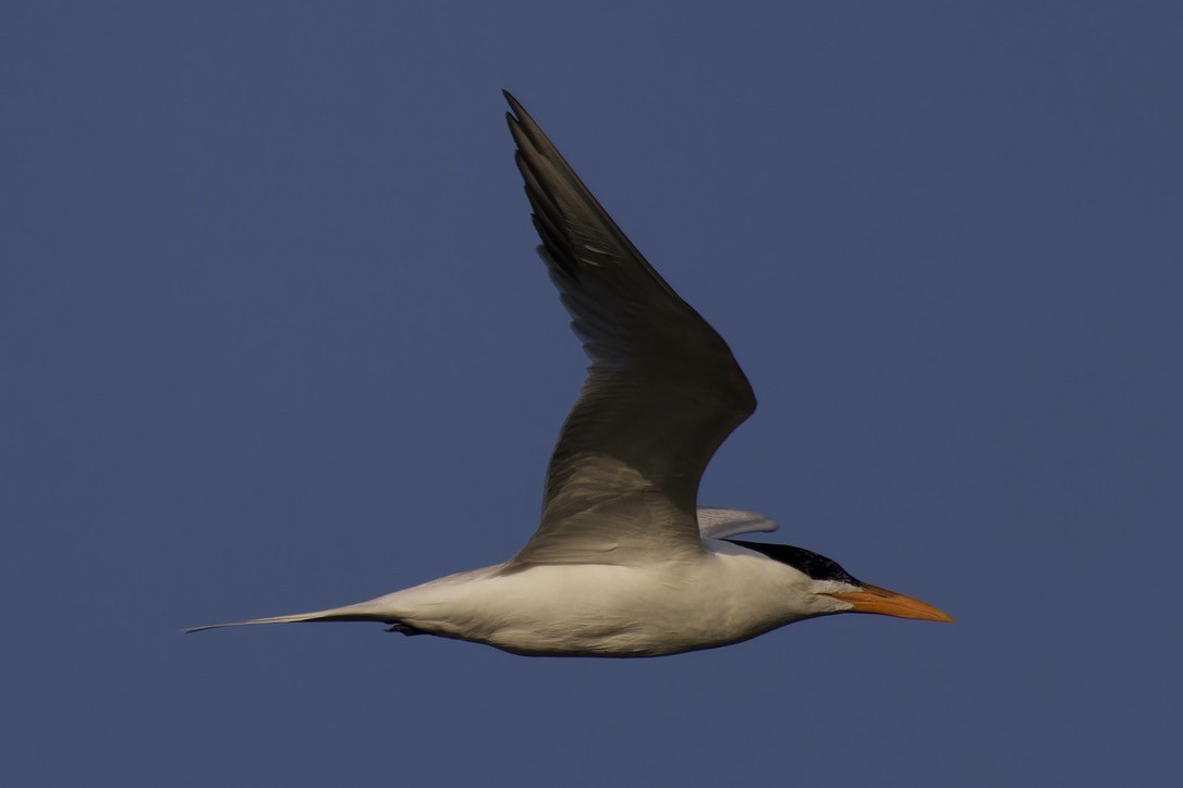 Royal Tern - ML620483045