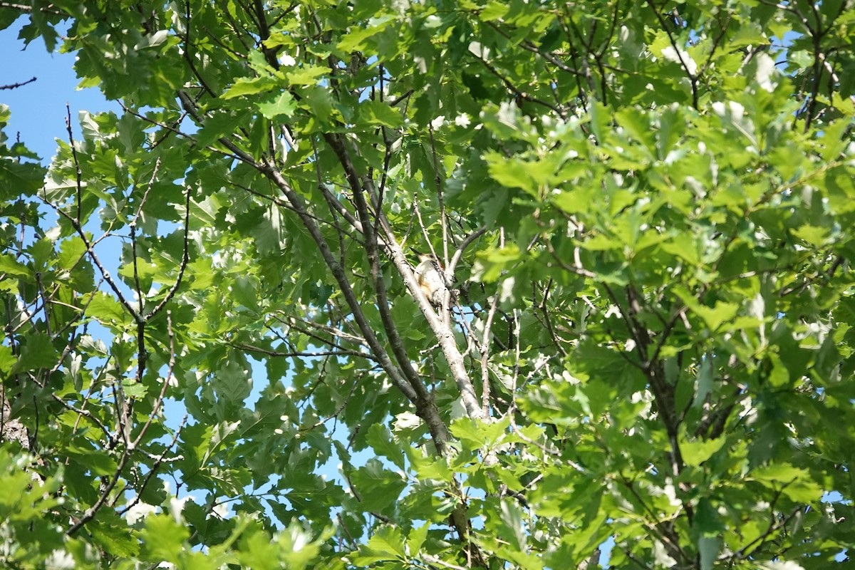 Red-bellied Woodpecker - ML620483046