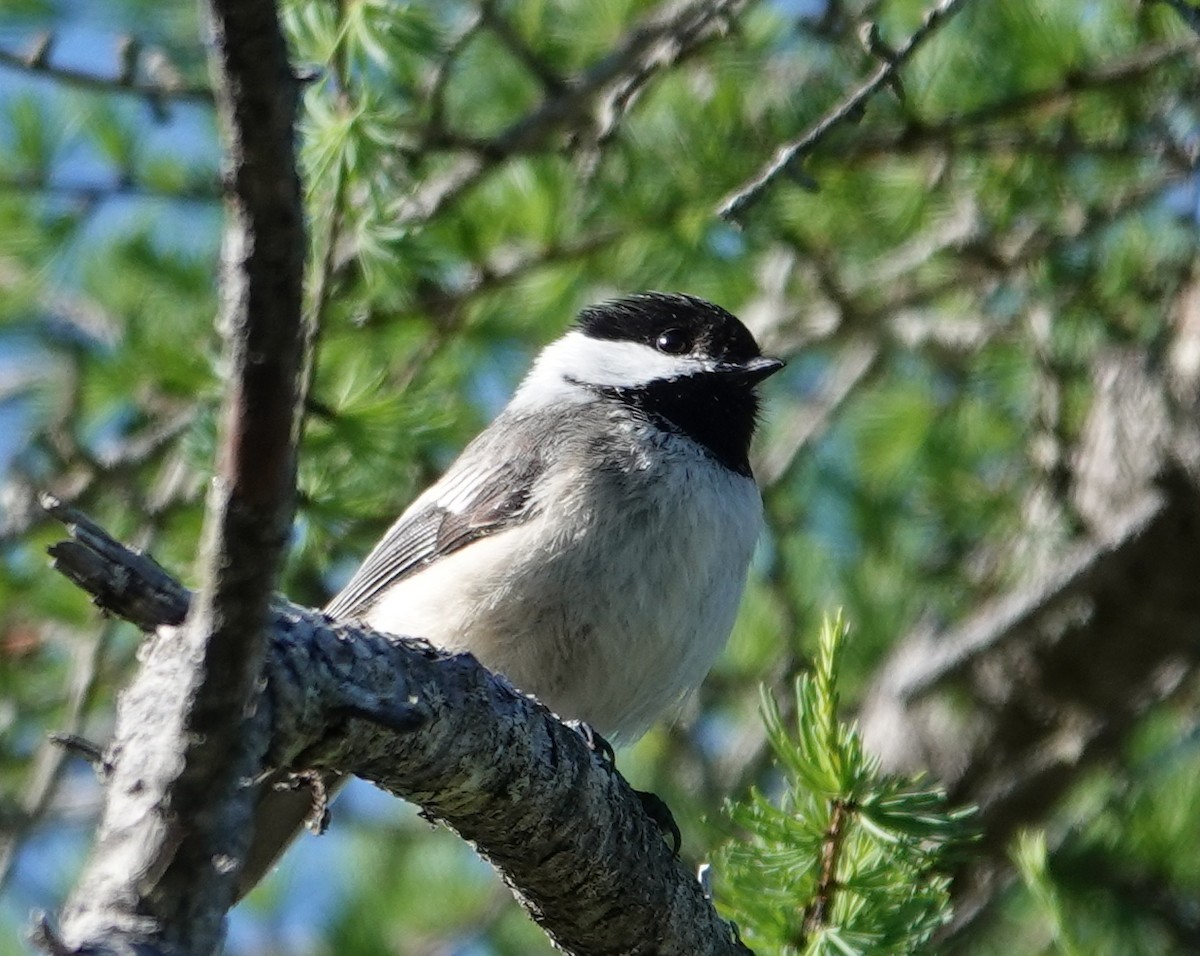 Black-capped Chickadee - Michael DeWispelaere