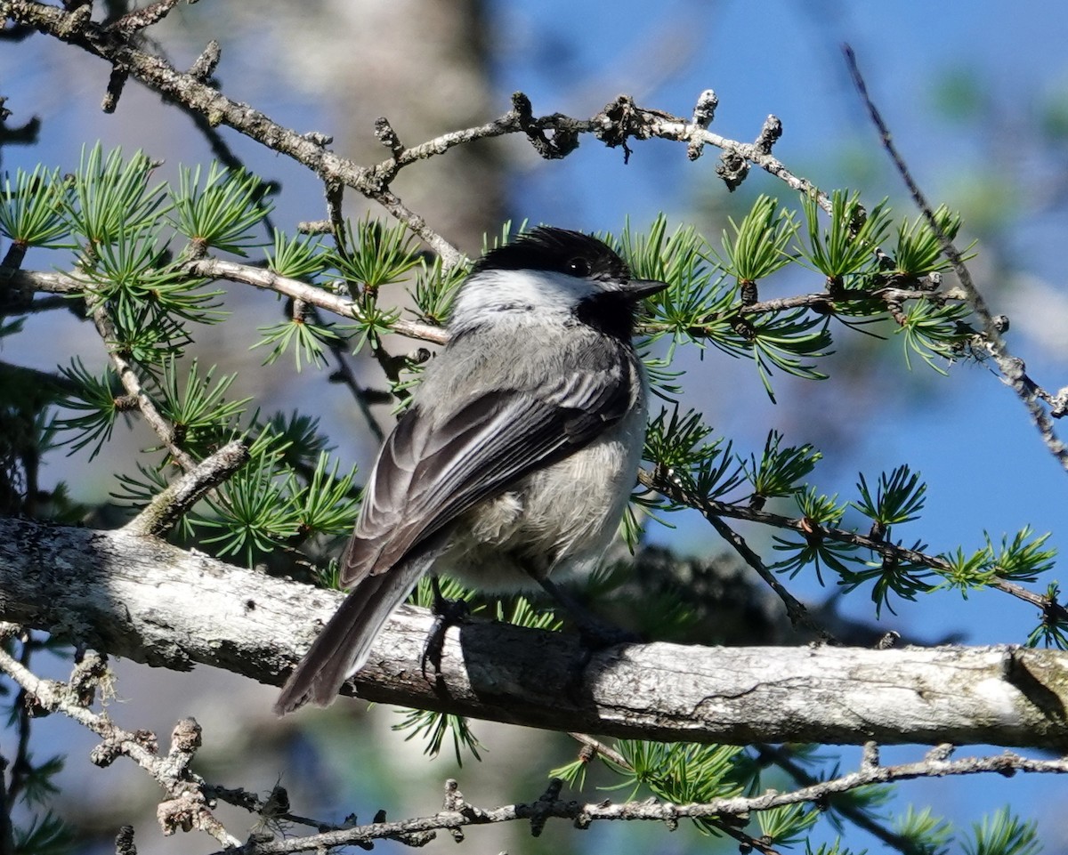 Black-capped Chickadee - ML620483049