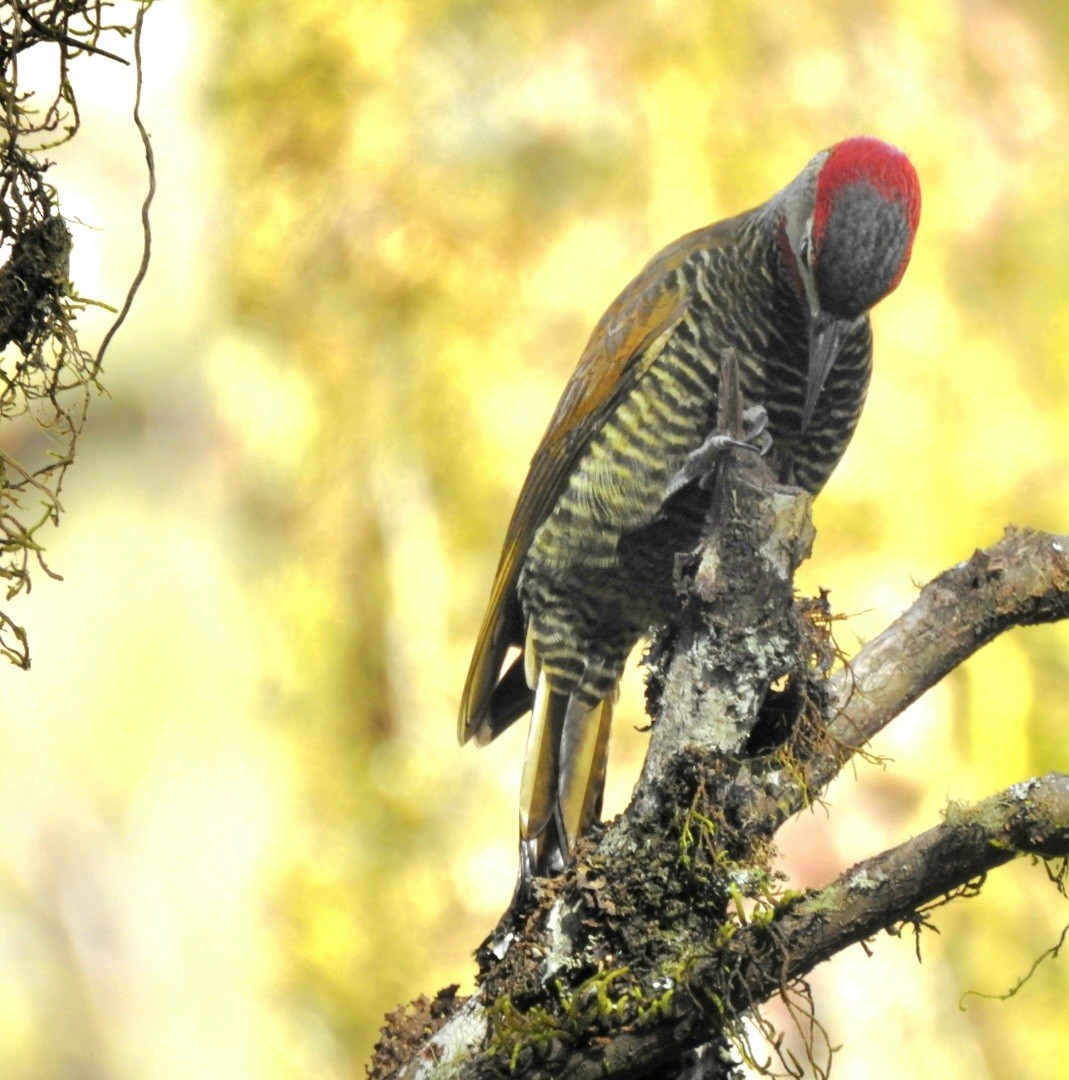 Golden-olive Woodpecker - ML620483054