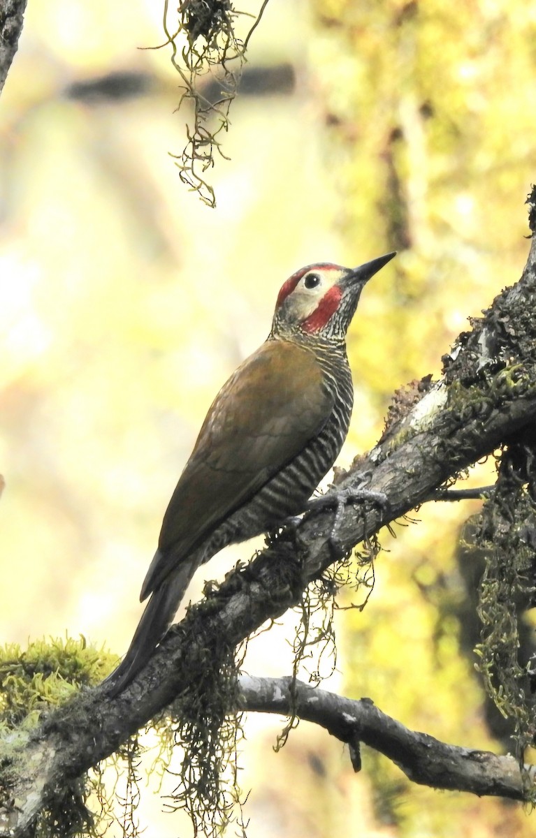 Golden-olive Woodpecker - ML620483055