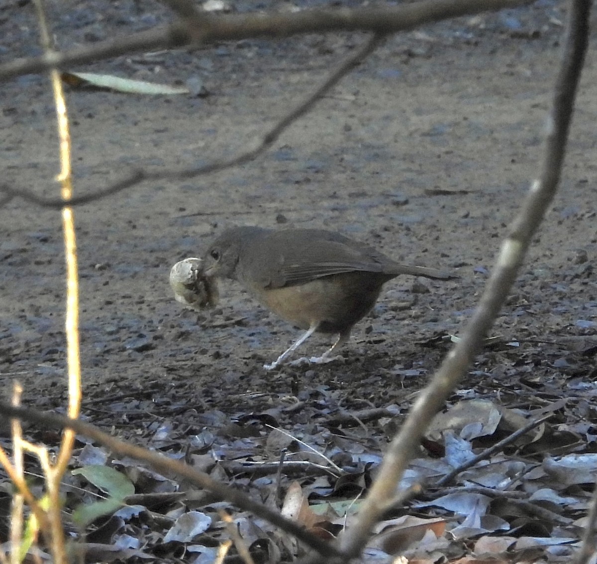 Rufous Shrikethrush - ML620483056