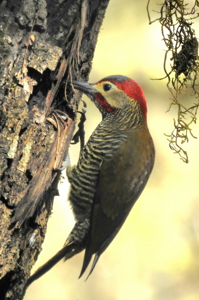 Golden-olive Woodpecker - ML620483057
