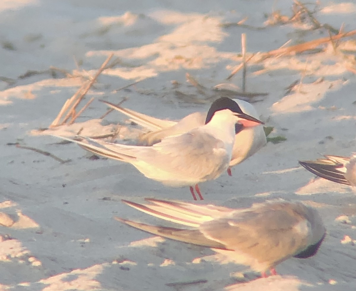 Roseate Tern - ML620483060