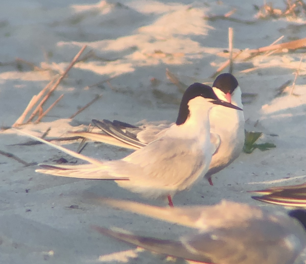 Roseate Tern - ML620483072