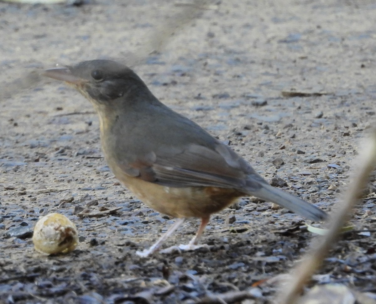 Rufous Shrikethrush - ML620483076