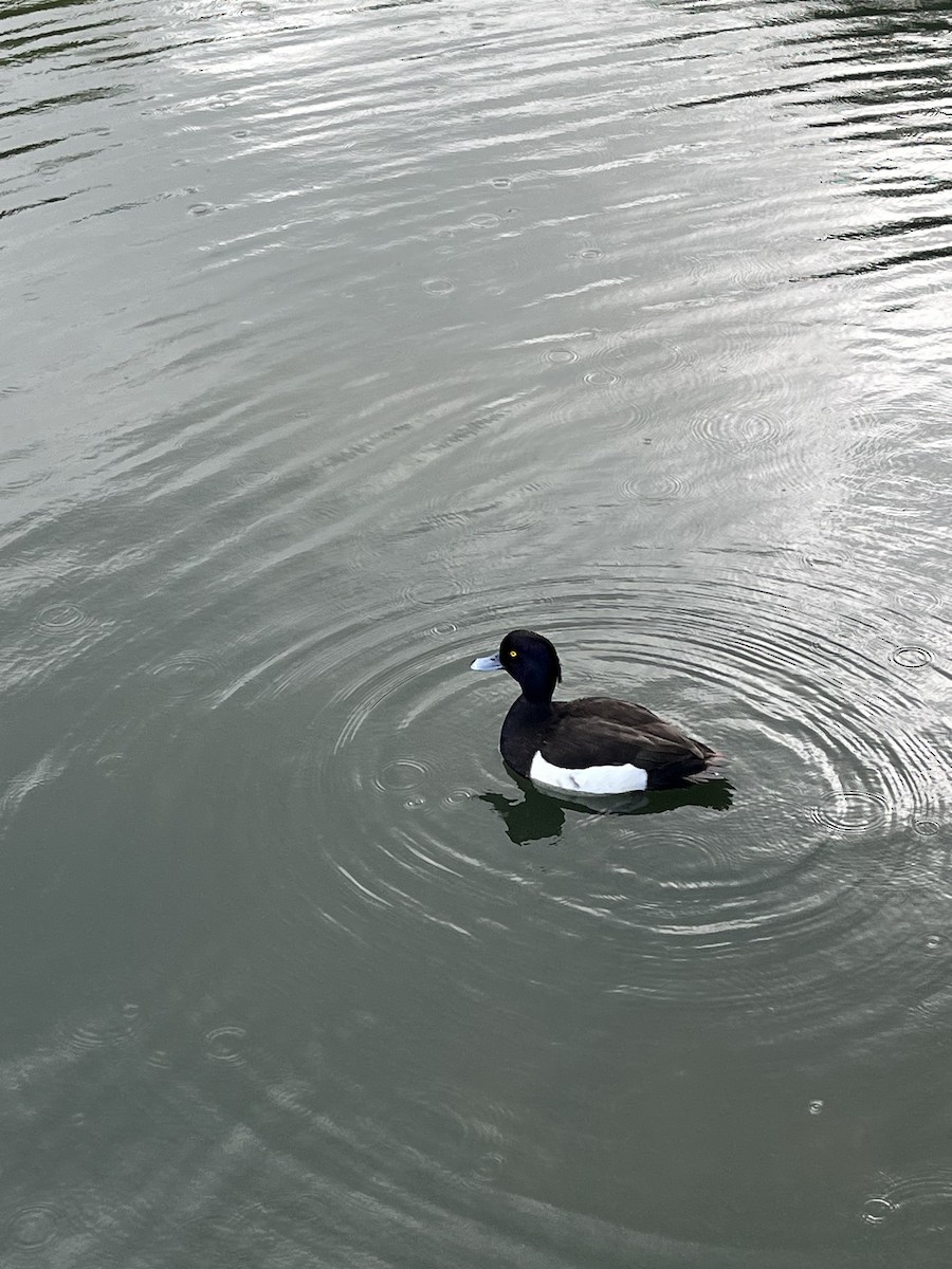 Tufted Duck - ML620483079