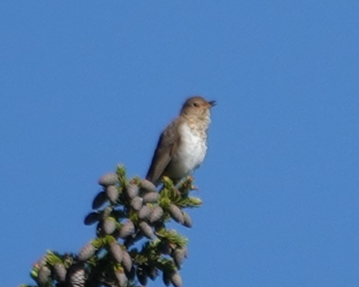 Swainson's Thrush - ML620483080