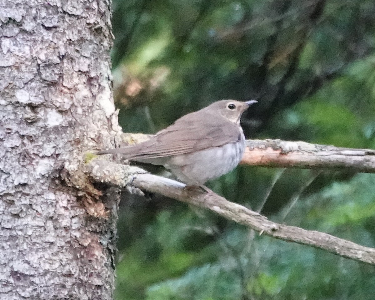 Swainson's Thrush - ML620483081