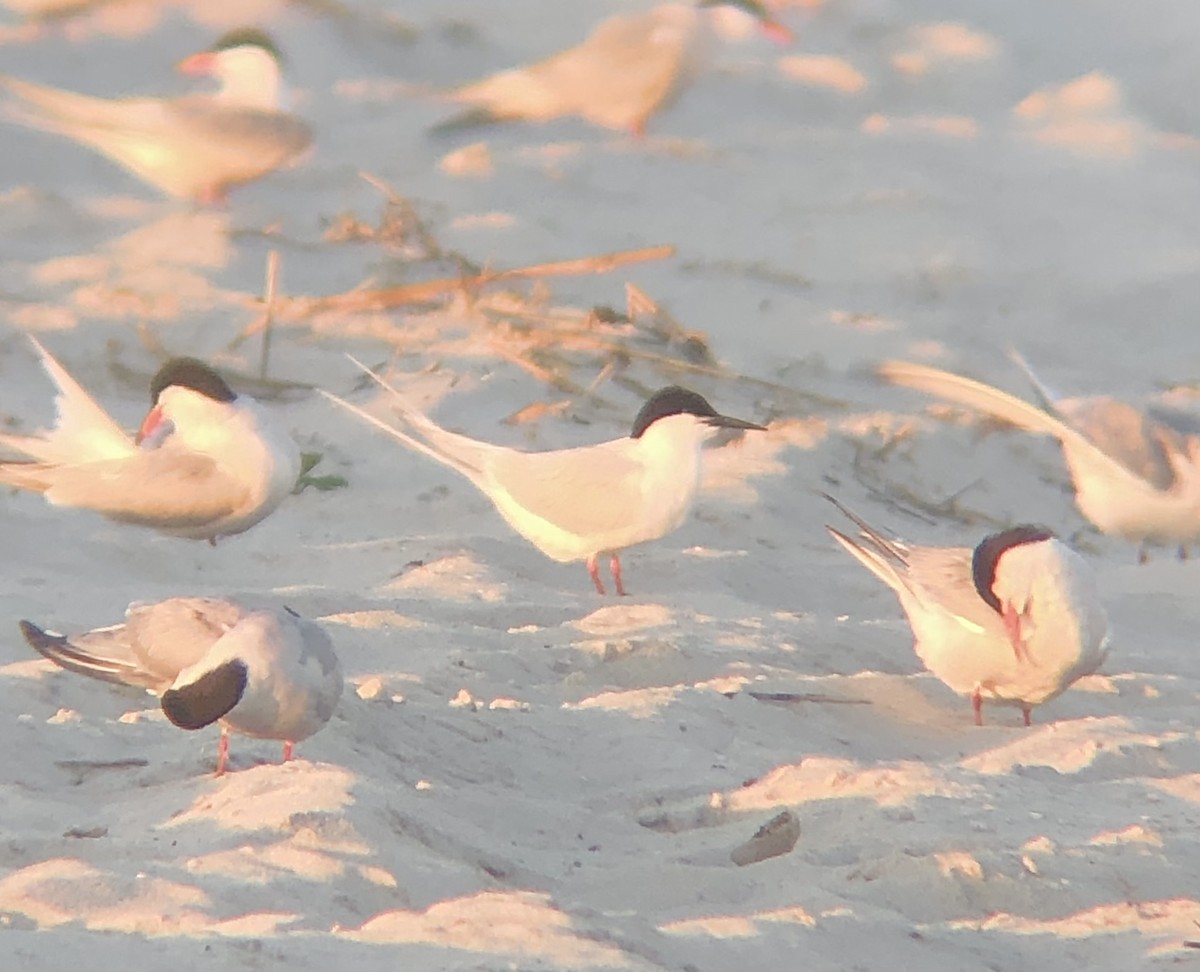 Roseate Tern - ML620483083